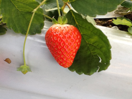 �e�N���A�O���[�v