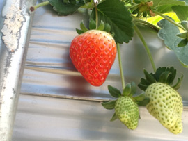 �e�N���A�O���[�v