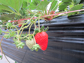 �e�N���A�O���[�v